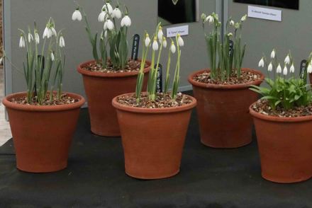 Pioneering snowdrops win prestigious Brickell Award at RHS Hampton Court Palace Garden Festival 2022