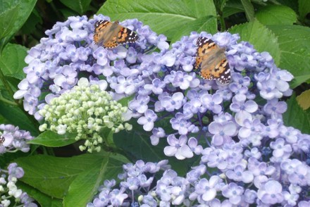 Hydrangea are looking fabulous this year!