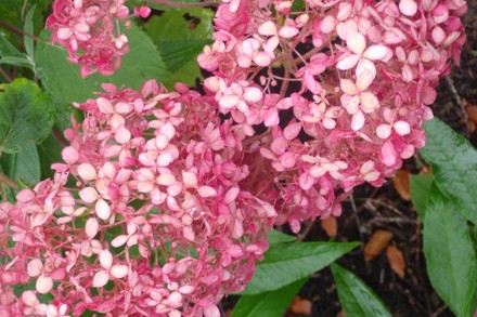 Hydarborescenspinkannabelle ALT 3.2