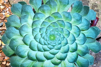 Aeonium 2 Cc S White