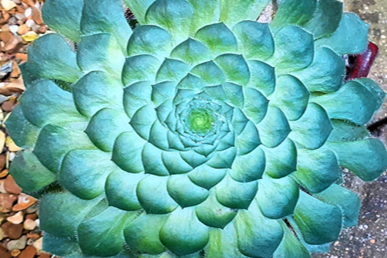 Aeonium 2 Cc S White