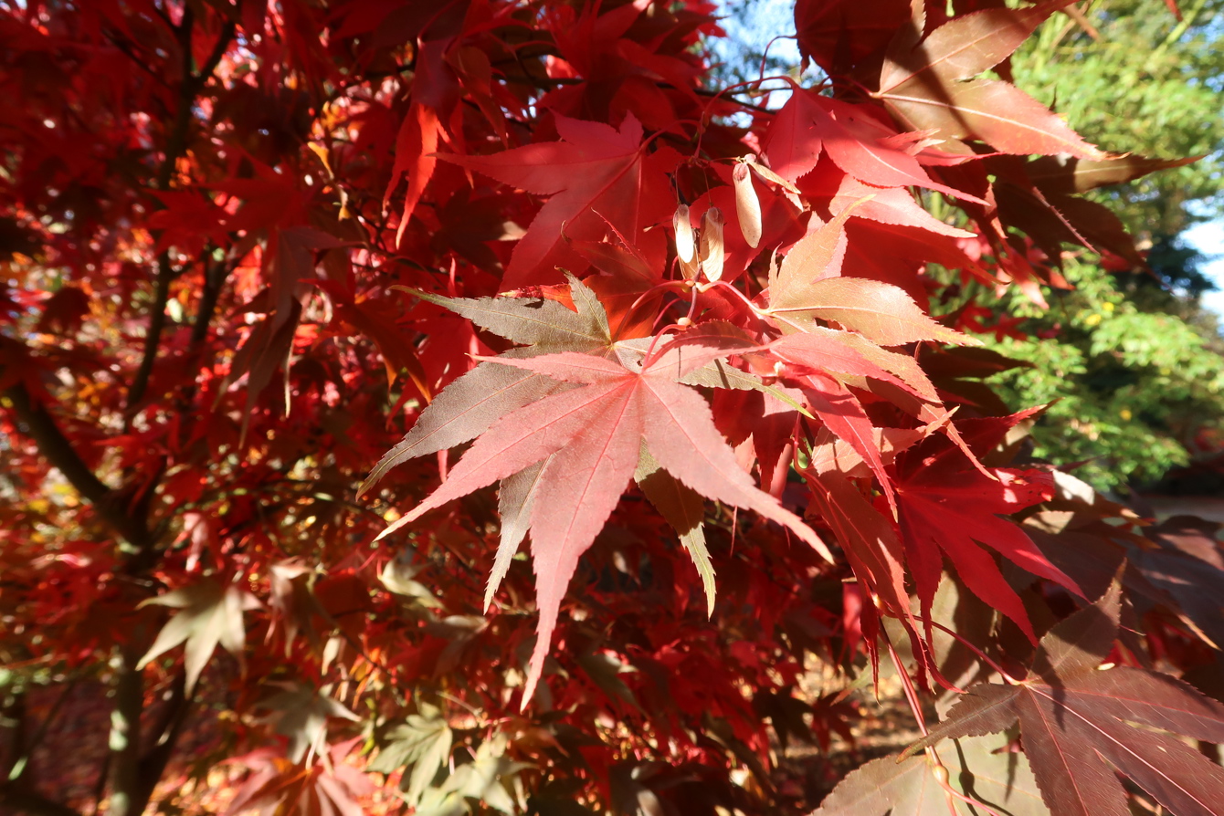 IMG 5889 Acer Palmatum Osakasuki'
