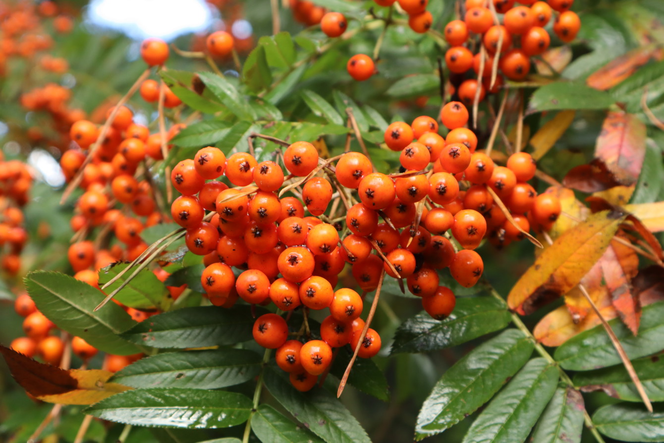 IMG 4279 Sorbus Randaiensis Valley Gardens At Winsor Great Park Cc Gill Groombridge