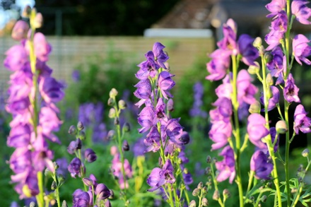 Aconitum Napellus © M Domb 2