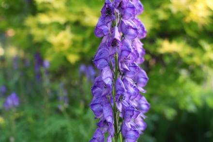 Aconitum Napellus © M Domb 3