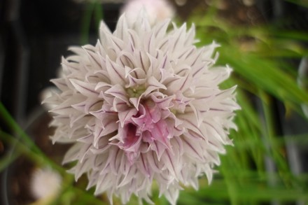 Allium Schoenoprasum 'Black Isle Blush' 3.2