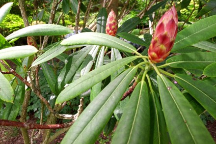 Rhododendron Fortunei Subsp. Discolor 3.2