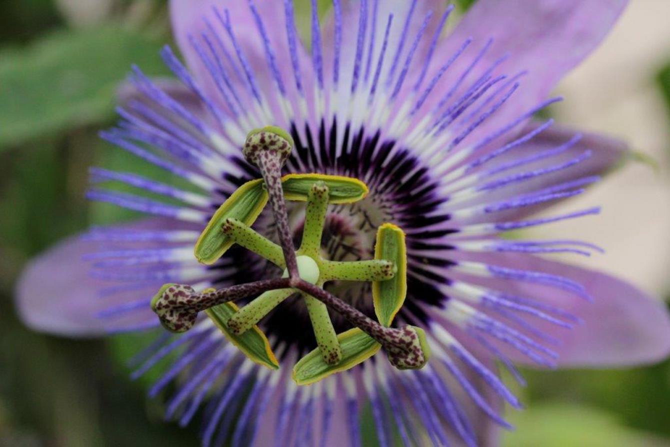 Passiflora