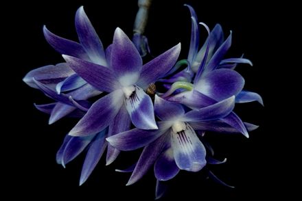 Collection of over 100 orchids saved by next generation