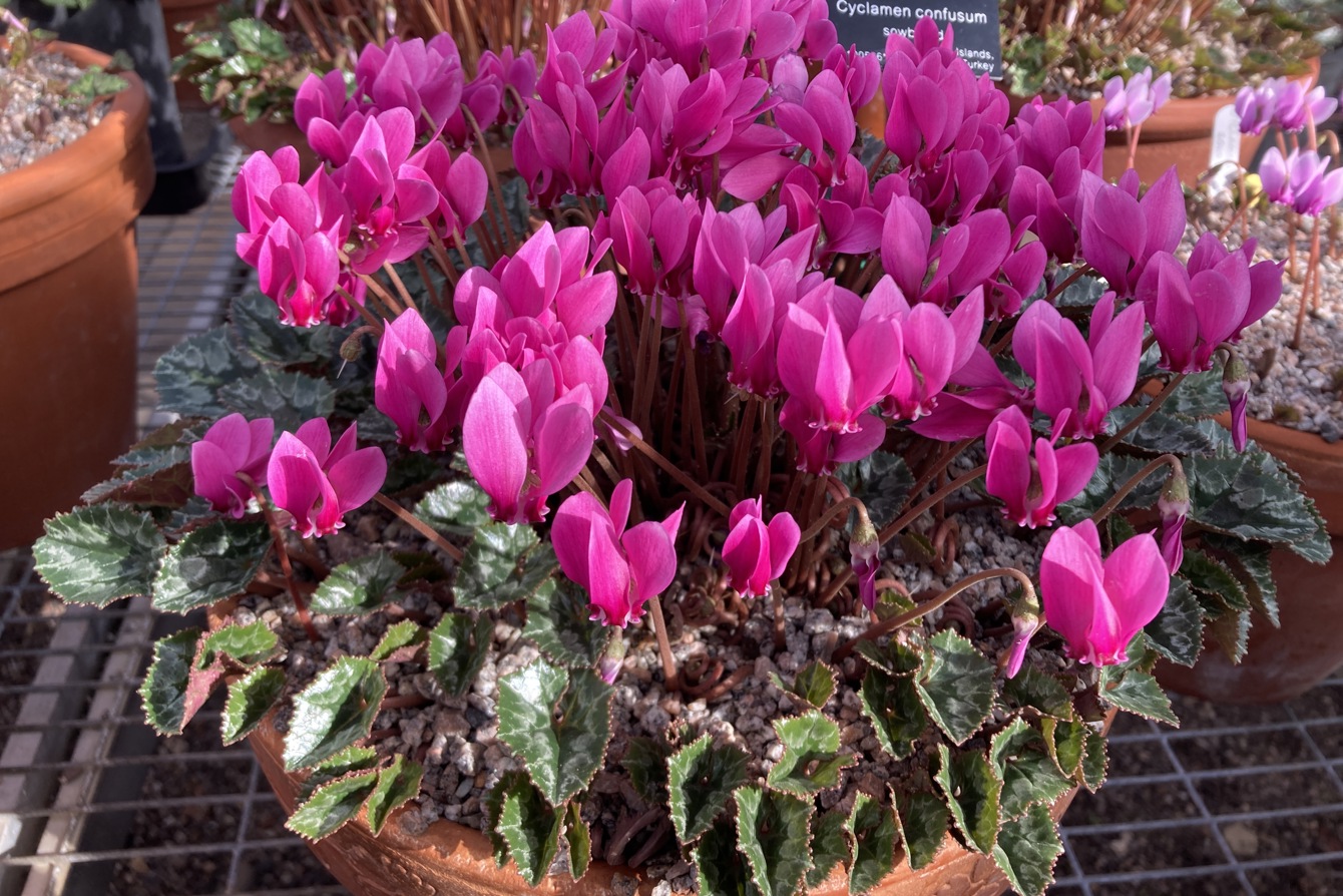Cyclamen Confusum Cc Birminghambotanicalgardens