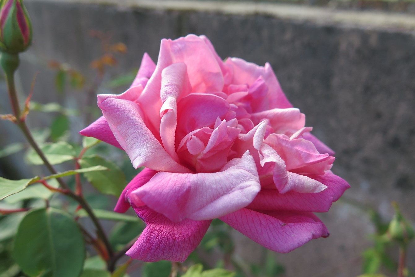 Rosa 'Triomphe De Luxembourg'