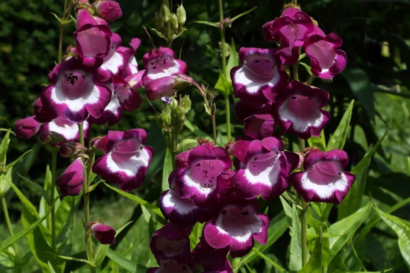 Penstemon 'Countess Of Dalkeith' 