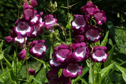 Penstemon 'Countess Of Dalkeith' © Richard Marshall