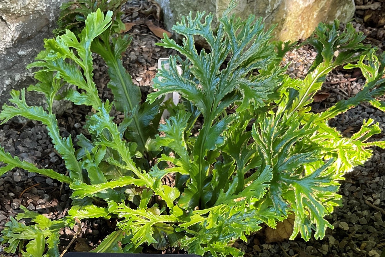 Asplenium scolopendrium 'Ramo Marginatum' 