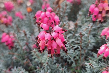 Plant Heritage relocated to world-renowned RHS Garden Wisley