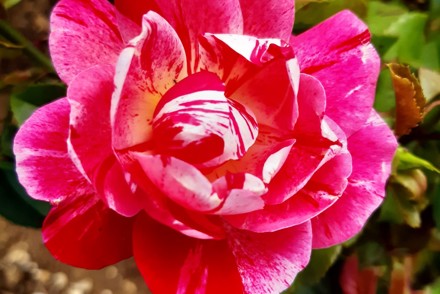Harkness Roses launch the Rosemary Day Rose at Chelsea 