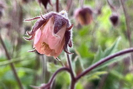 Geum Rival Marika Cc Maria Heffer