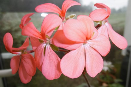 Pelargonium 'Pershore Princess'