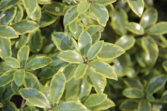 Pittosporum 'Glo Ball'