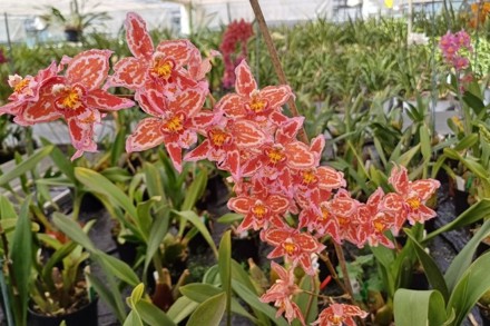The Mathers Foundation Oncidium (1)
