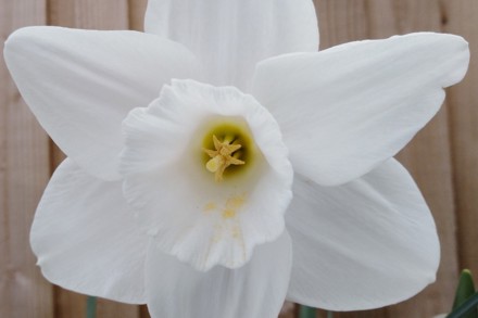 Pic 14 Narcissus Fletching Gary Firth