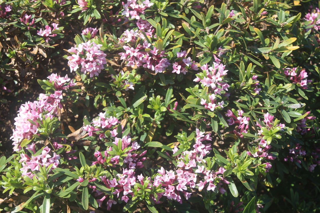Daphne x transatlantica 'Pink Fragrance'