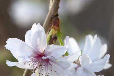 Prunus ’Crystal Falls’® by Frank P Matthews  - shortlisted for Plant of the Year 2025 with Plant Heritage,  at the RHS Chelsea Flower Show