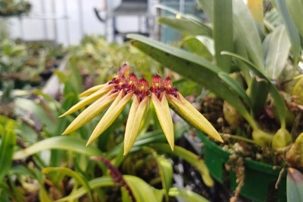 The Mathers Foundation Bulbophyllum picturatum