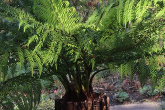 Dicksonia Antarctica VC Harlow Carr 11 2019 Cc Plant Heritage ALT