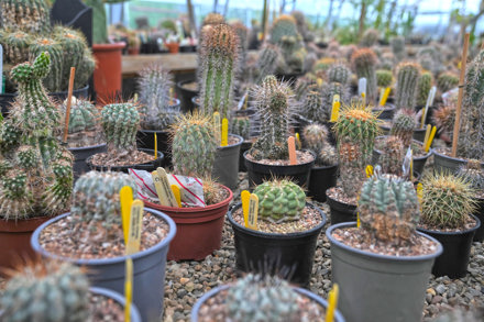 2025 01 Copiapoa Cactus Copyright CZ (5)