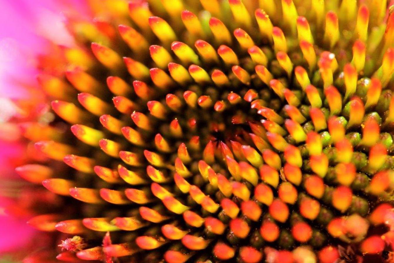 Flower Compressed