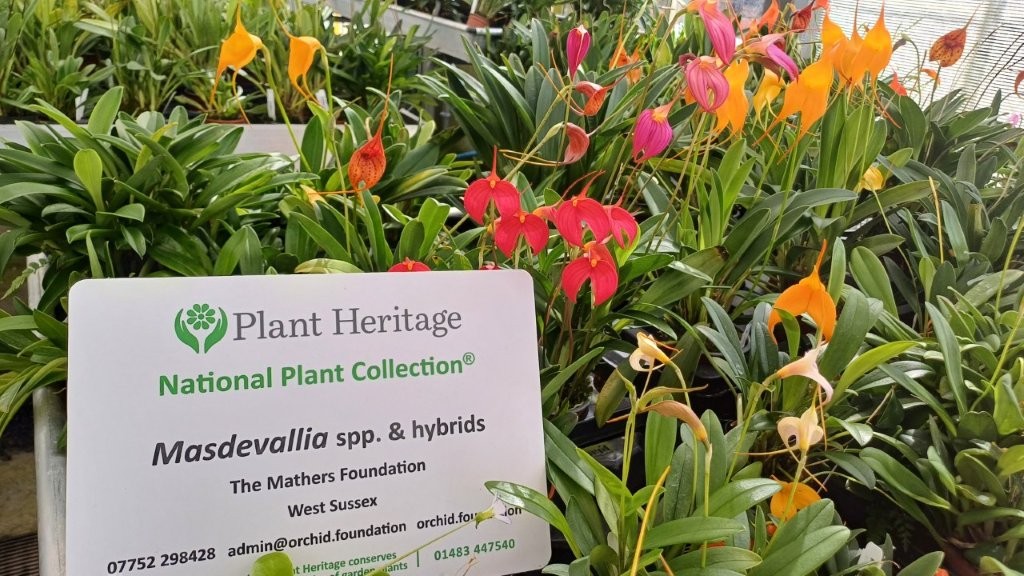 The Masdevallia Collection