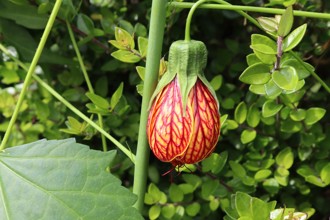 Abutilon 'Orange Vein' Cc PH