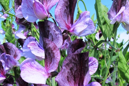 Lathyrus Odoratus Senator Raised By Henry Eckford And Introduced In 1891 Cc Roger Parsons Alt