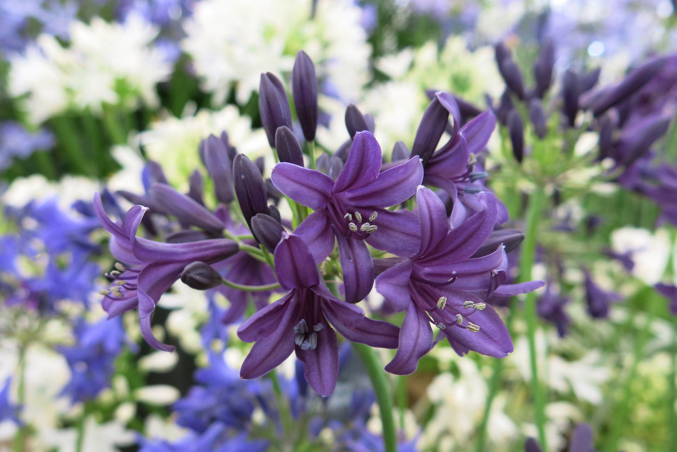 Agapanthus Indigo Dreams