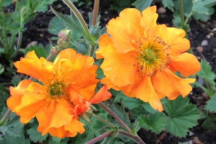 Geum 'Mandarin'