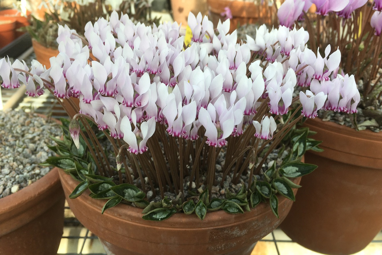 Cyclamen hederifolium x graecum