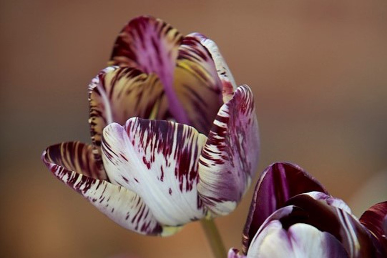 Tulipa 'Insulinde' Ccb Willoughby Dyer