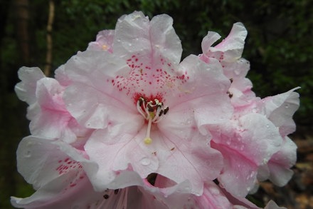 Rhododendron The Dowager (1)