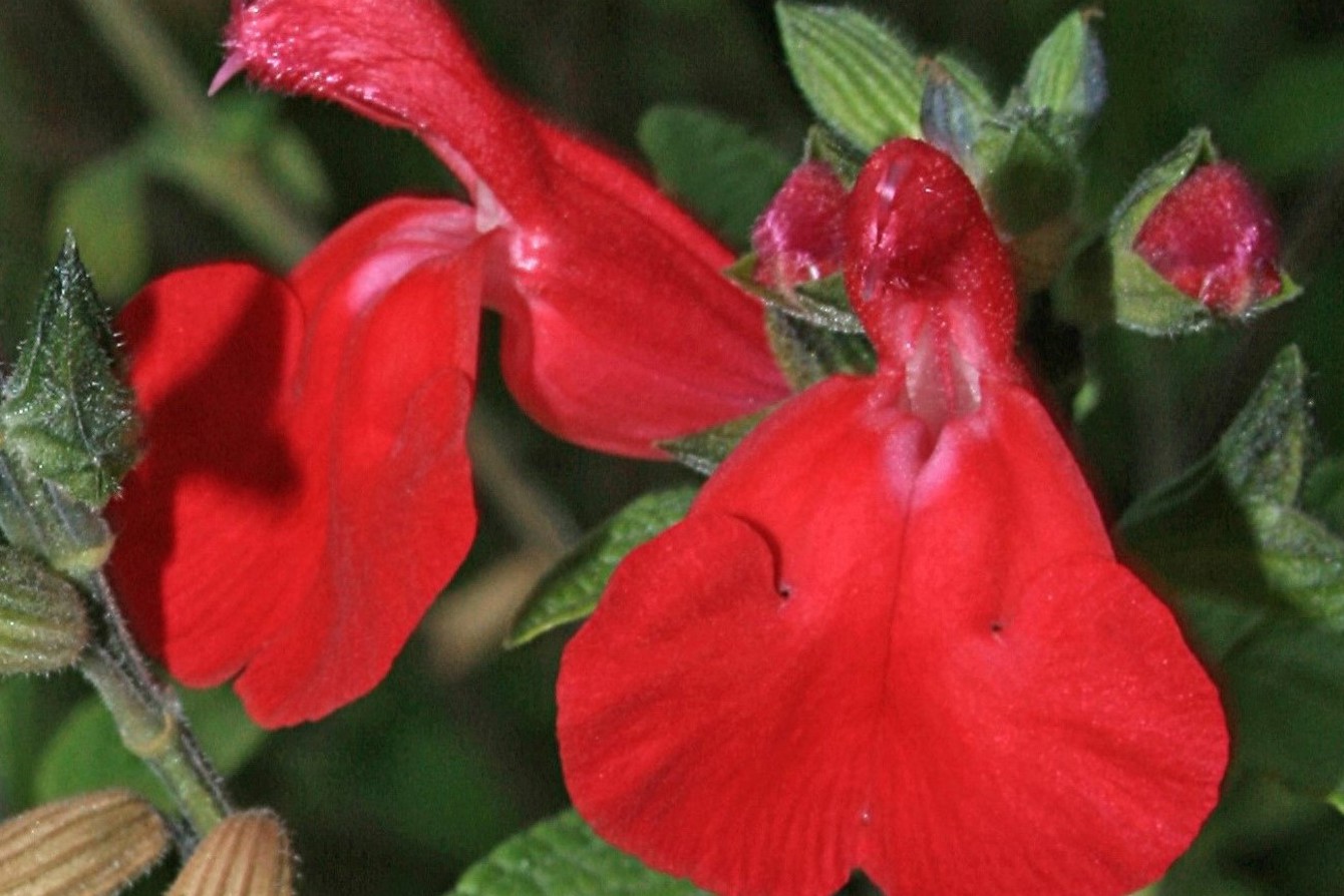 Salvia 'Rodbaston Red' Cc Matt Summers Copy
