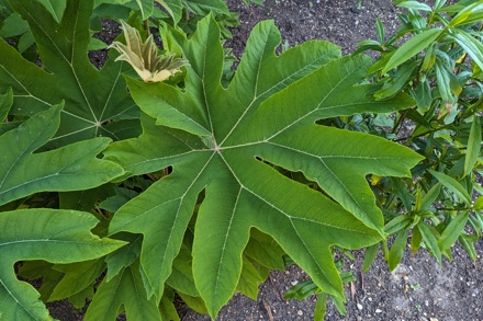 Tetrapanax Papyrifer 'Di Sue Shan' Leaf
