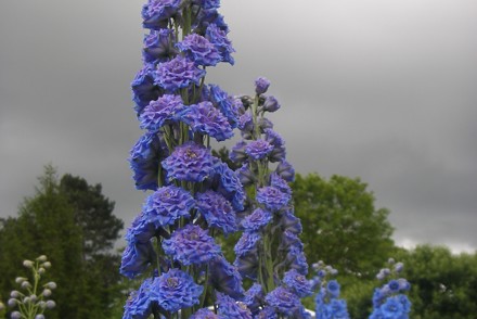 Renowned Delphinium elatum ‘Alice Artindale’, wins Plant Heritage’s annual search for rare cultivars
