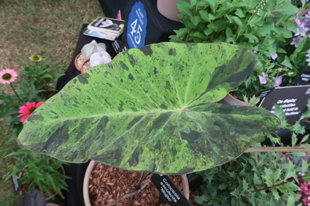 Colocasia esculenta 'Mojito'