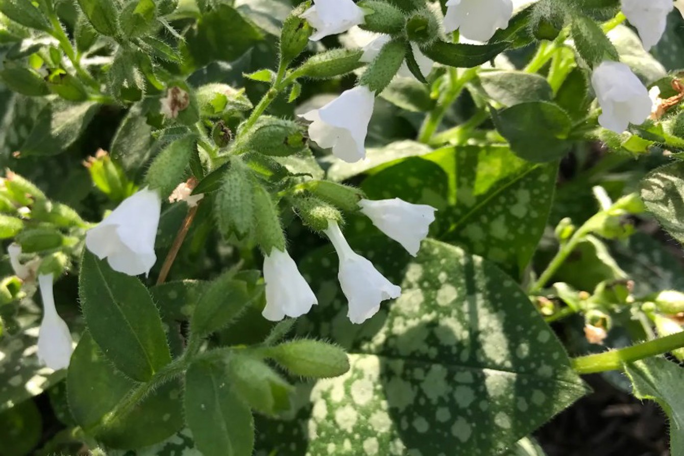 Pulmonaria 'Sissinghurst White'