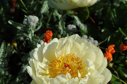 Paeonia Lemon Chiffon Cc Clare Austin Hardy Plants
