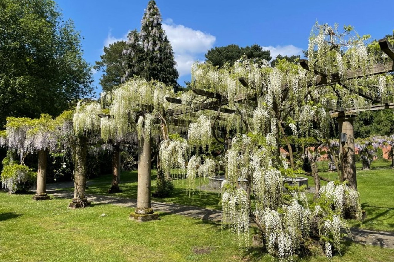Stacey Baird Wisteria 2023 1