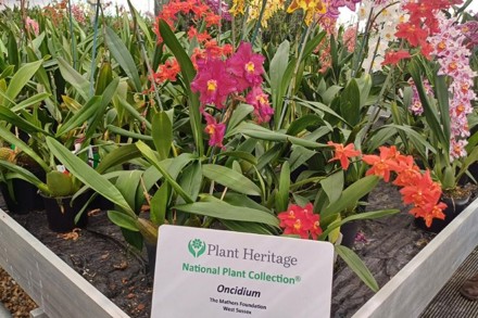 The Mathers Foundation Oncidium