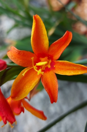 Crocosmia 'Crocosmia ‘Bressingham Dark Fires’ Cc Jemma Wiggins