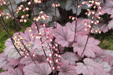 Heuchera Sugar Plum Fox Plantagogo 2010 Chelsea Cc Ph Gg 2