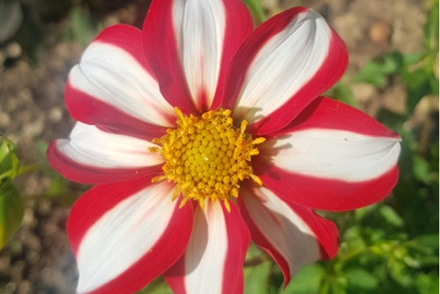New online catalogue holding vital information about rare garden plants launched